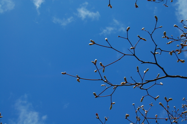 Tree In Bud