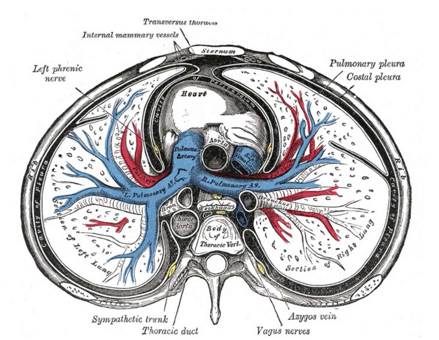 Th6レベルでの縦隔および胸部の横断面。