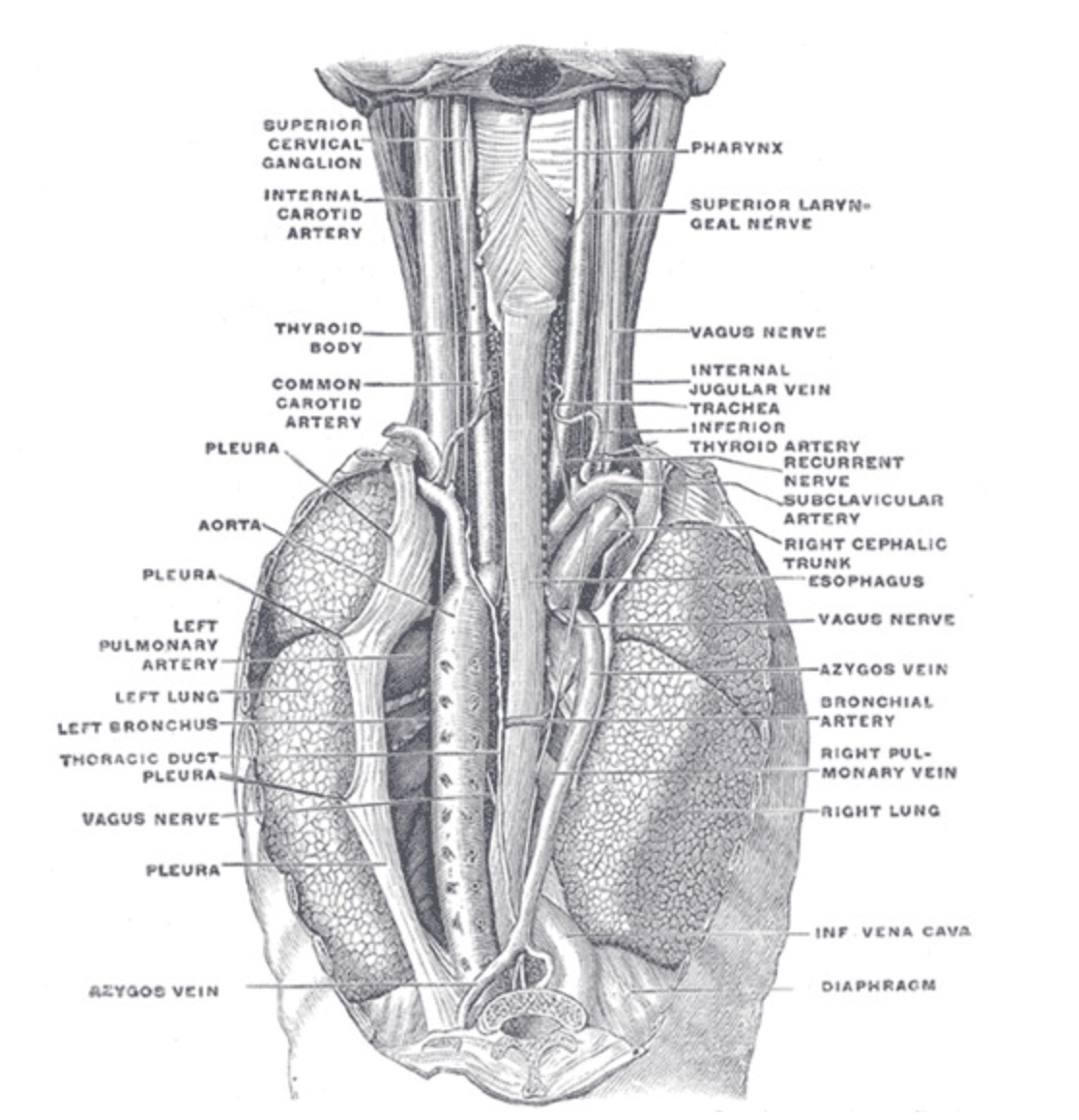 咽頭、食道、および胸郭構造の後方図。